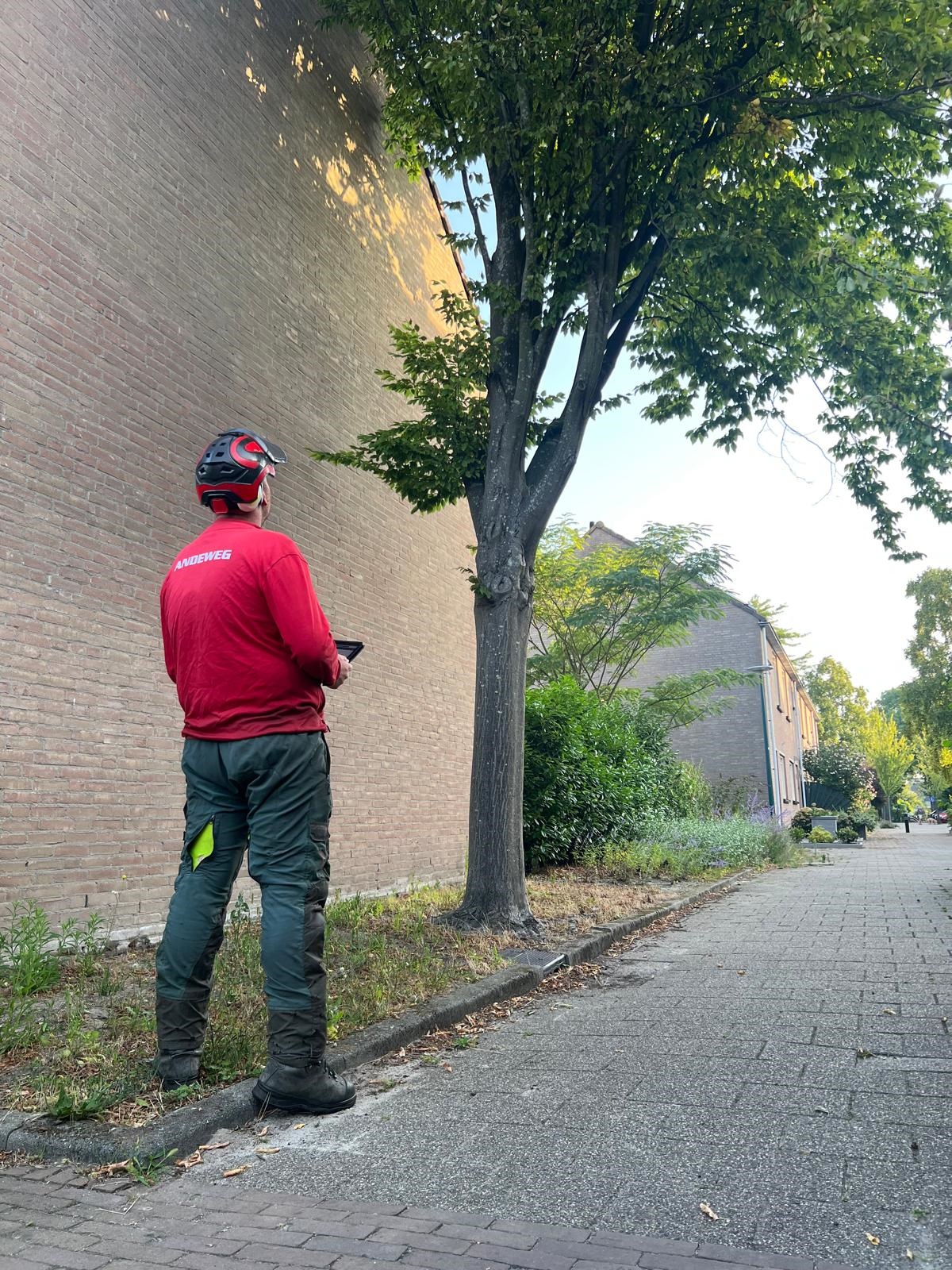 Afbeelding van een specialist inspectie kwaliteit bomen