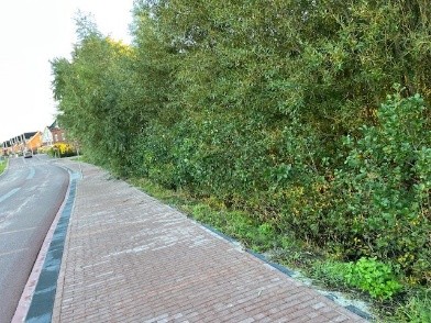 Bosplantsoen snoeien situatie vóór Afbeelding van een dichtbegroeid bosplantsoen