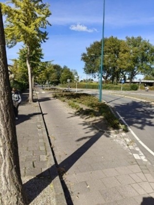 Heesters snoeien situatie na afbeelding van gesnoeide heesters