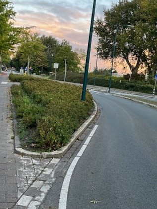 Heesters snoeien situatie vóór afbeelding met grote heesters op een vluchtheuvel.