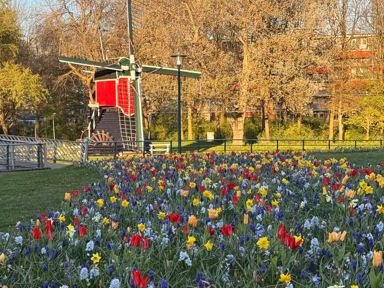 De Oudenhofmolen met op de voorgrond bloeiende tulpen