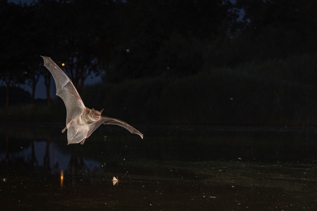 Meervleermuis vliegt met opengesperde bek door de nacht.