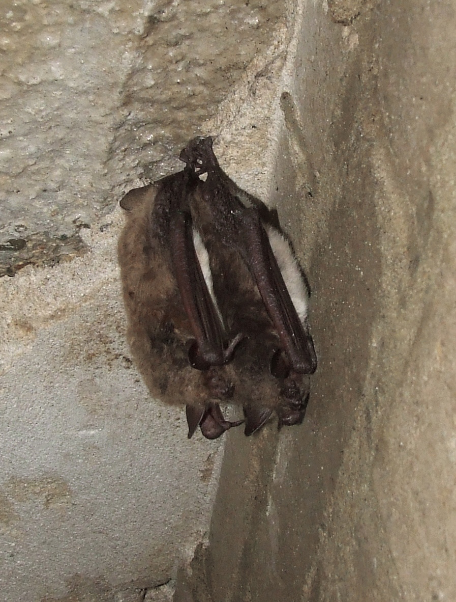 Vleermuis in het donker