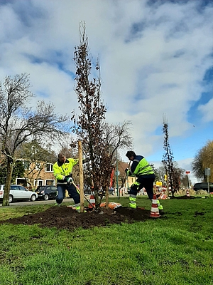 Foto van het planten van een boom