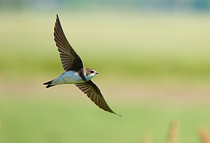 Foto van een vliegende oeverzwaluw op een groene achtergrond