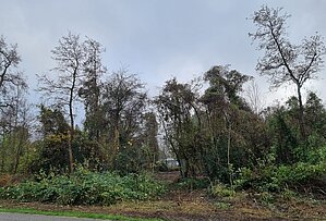 Afbeelding van overwoekerde bomen en struiken in het groengebied bij de neiuwe begraafplaats