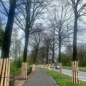 Afbeelding van bomen aan de abtspoelweg die beschermd worden door een gordel van hout